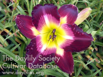 Daylily The Ghost and the Darkness